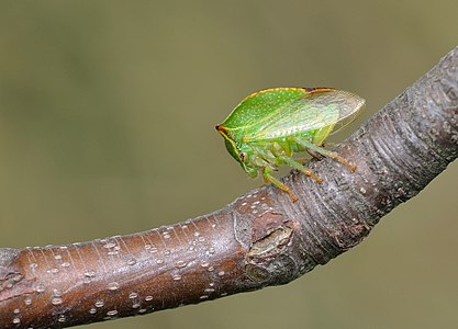 Buffalo Treehopper