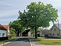 Stieleiche (Quercus robur)