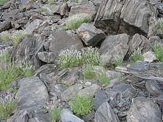 <i>Stipagrostis obtusa</i> Species of plant