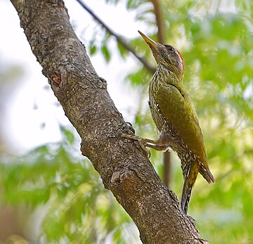 Picus xanthopygaeus