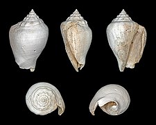 Fossil Strombus alatus (Florida Fighting Conch), Shell