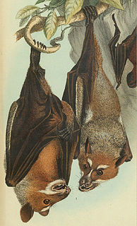 Sulawesi stripe-faced fruit bat Species of bat