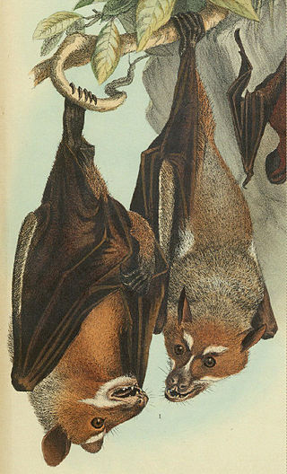 <span class="mw-page-title-main">Sulawesi stripe-faced fruit bat</span> Species of bat