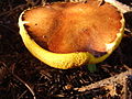 A andoa anelada (Suillus luteus), da orde Boletales con poros de amarelo forte