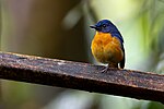 Thumbnail for Sulawesi blue flycatcher