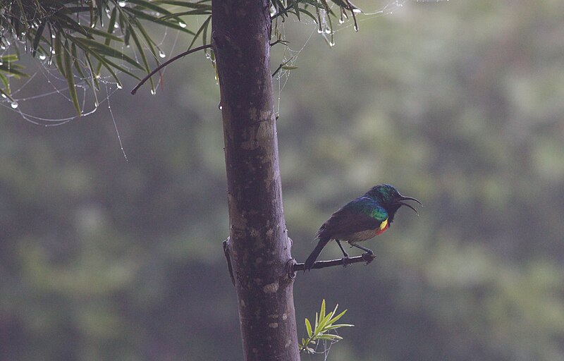 File:Sunbird with attitude (8336856508).jpg