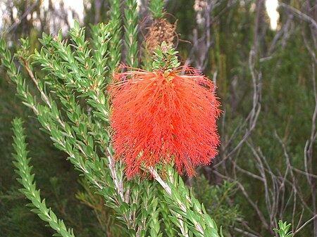 Beaufortia sparsa