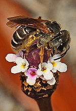 Thumbnail for File:Sweat Bee - Halictus poeyi, Harris Neck National Wildlife Refuge, Townsend, Georgia.jpg