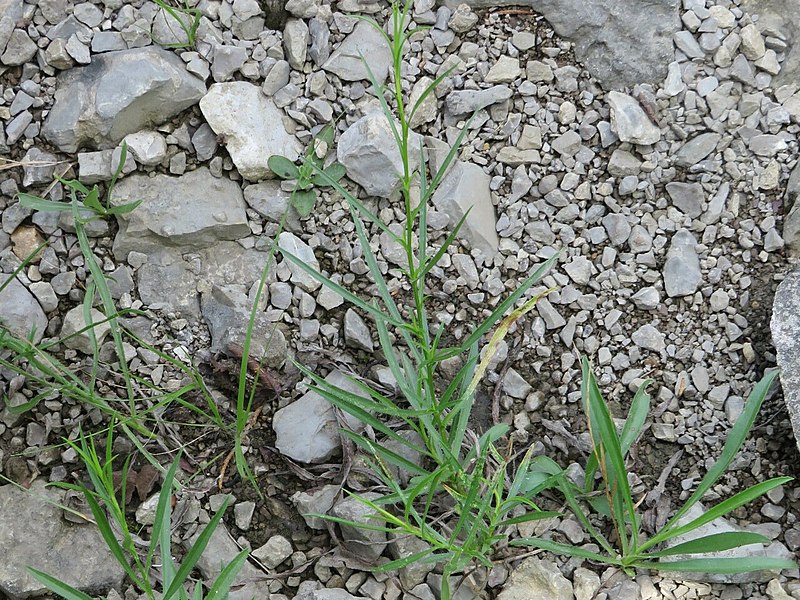 File:Symphyotrichum-kentuckiense-iNaturalist-222101164 (cropped).jpg