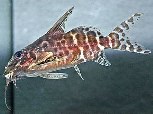 Synodontis batensoda.jpg