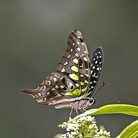 Tailed jay (Graphium agamemnon menides).jpg