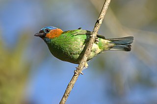 Red-necked tanager Species of bird