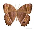 Museum specimen ♂ △ - Ventral side