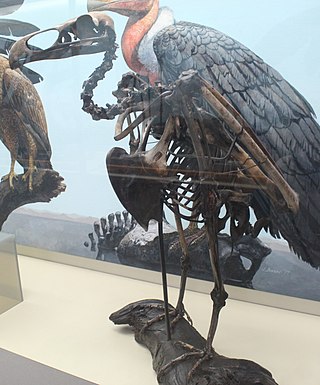 <i>Teratornis</i> Extinct genus of birds