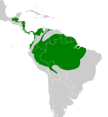 Terenotriccus erythrurus map.svg