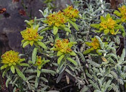 Teucrium aureum inflorescence.