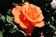 'Alexander' by Harkness The Alexander Rose.jpg