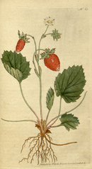 plate 63 Fragaria monophylla One-Leaved Strawberry or Strawberry of Versailles (Fragaria vesca)