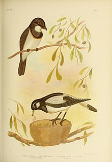 Птицы Австралии (16989914311) .jpg