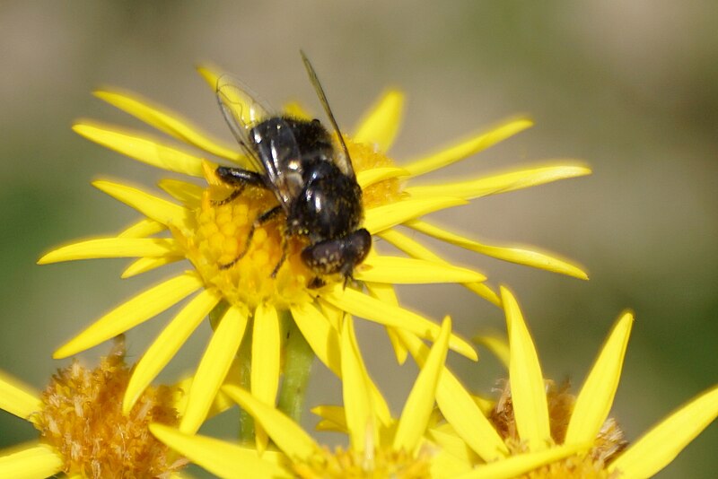 File:The hoverfly Eristalinus sepulchralis, Morecambe Bay RSPB reserve - geograph.org.uk - 6229329.jpg