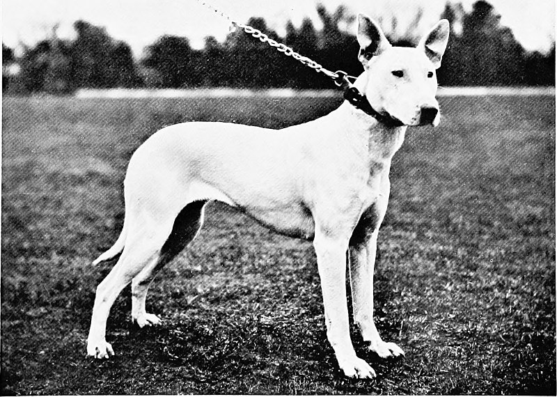 File:The new book of the dog; a comprehensive natural history of British dogs and their foreign relatives, with chapters on law, breeding, kennel management, and veterinary treatment (1907) (20117094653).jpg