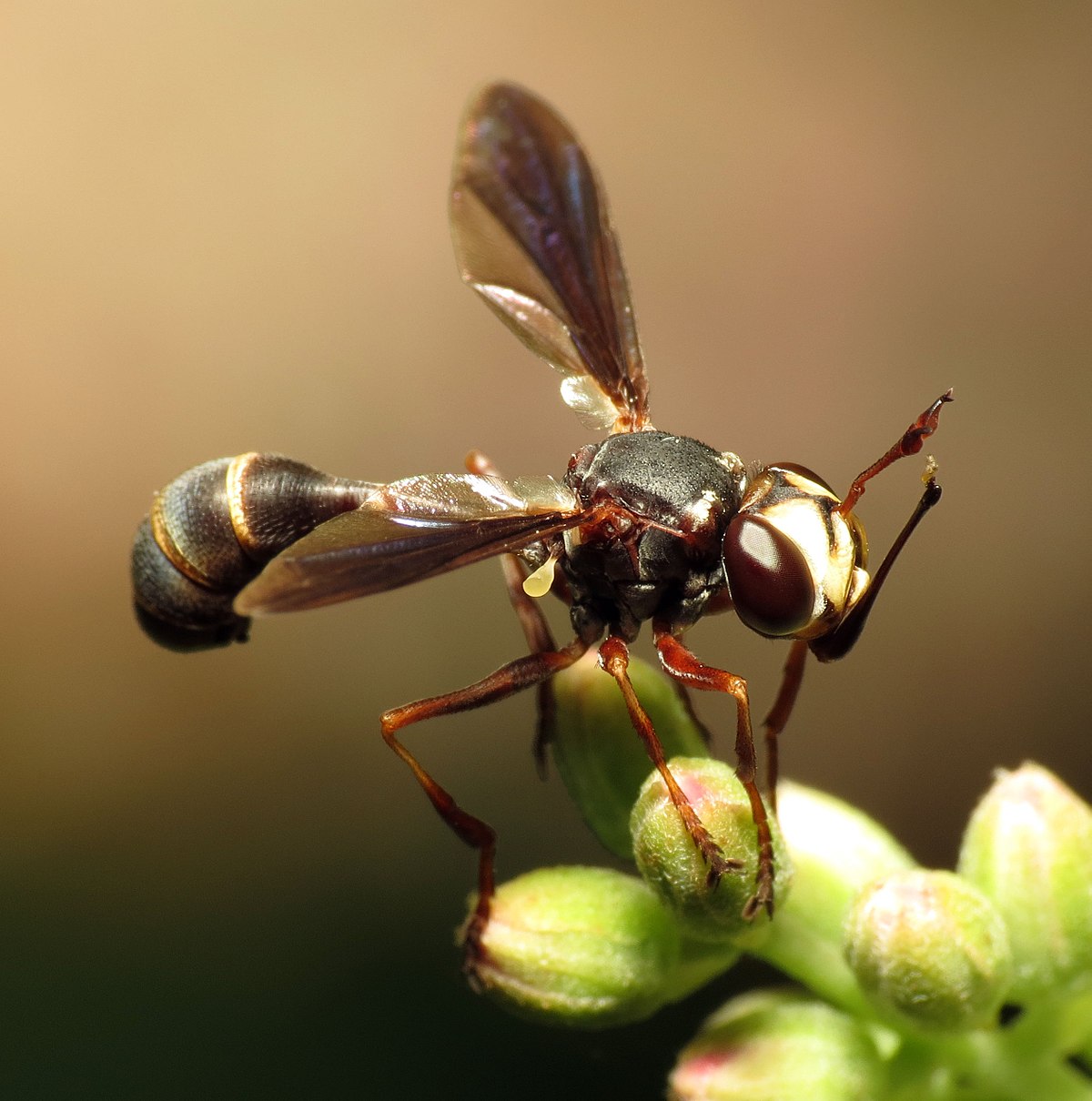 Толстая муха. Physocephala. Conopidae. Physocephala Tibialis.