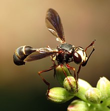 Толстая муха - Flickr - treegrow.jpg