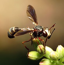 Dickköpfige Fliege - Flickr - treegrow.jpg