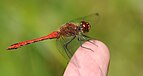 Sympetrum sanguineum