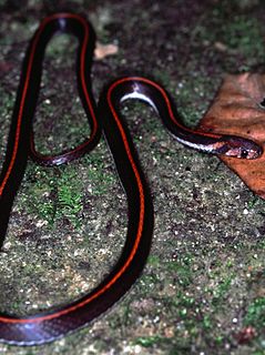Three-lined kukri snake Species of snake