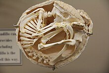 Armadillo shoe - Wikipedia