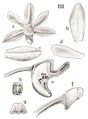 Thrixspermum canaliculatum tab 113 fig. III in: Johannes Jacobus Smith: Icones Orchidacearum Malayensium II (1938) (Detail)