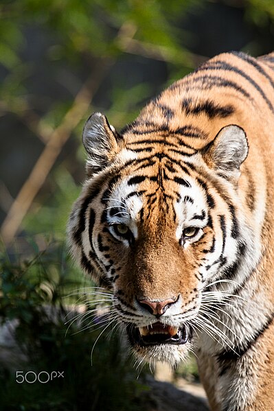 File:Tiger (122671695).jpg