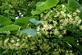 * Nomination Tilia insularis leaves and flowers.-- Jean-Pol GRANDMONT 09:06, 30 October 2011 (UTC) * Promotion Very nice and useful.--Jebulon 14:27, 1 November 2011 (UTC)