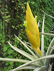 Tillandsia lotteae (TS) 2-03881.jpg