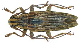 Tmesisternus geelvinkianus