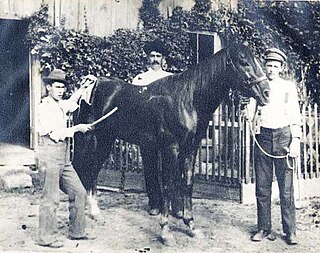 <span class="mw-page-title-main">Traveler (horse)</span> Quarter Horse sire