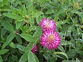 Feuilles et fleurs de trèfle violet, ou trèfle des prés (Trifolium pratense)