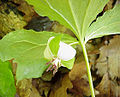 Trillium rugelii üçün miniatür