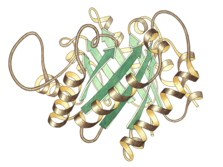 Triosa fosfat isomerase