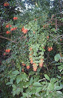 <i>Tristerix</i> Genus of mistletoes