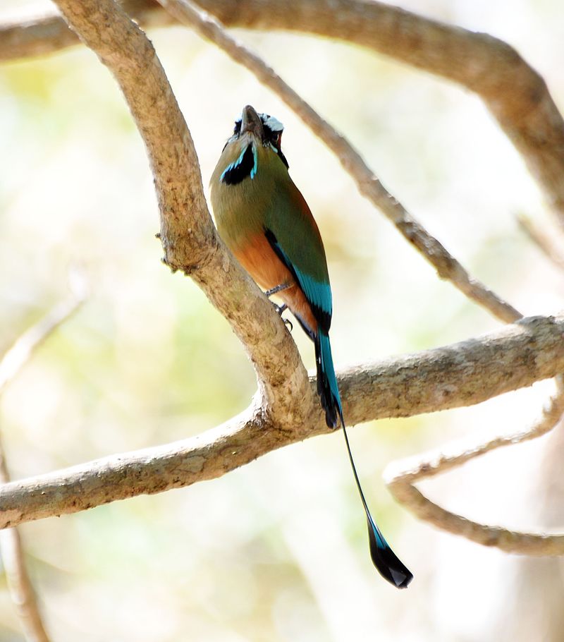 Turquoise-browed Motmot (6900632444).jpg