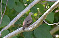 Tórtola Coquita, Common Ground Dove, Columbina passerina (11060616295).jpg