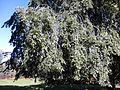 Pendulous shoots of Holyrood Palace gardens tree
