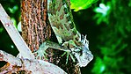 Una Iguana en Guarenas، Edo Miranda.jpg