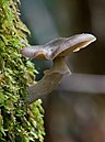 Unidentified Fungi 5974 2.jpg