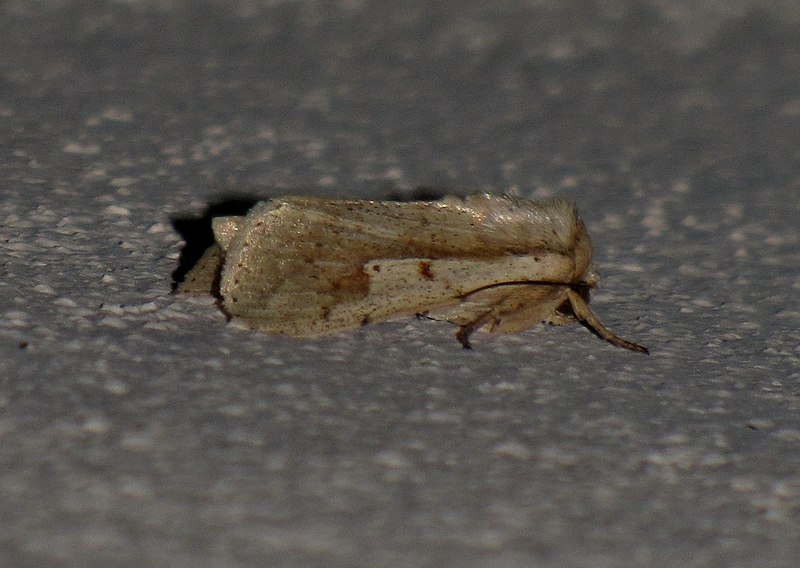 File:Unidentified moth 6705.jpg