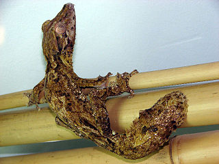 <span class="mw-page-title-main">Henkel's leaf-tailed gecko</span> Species of lizard