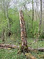 1884 2022-05-07 17:50 Alsumpskogen, Väsmestorps naturreservat, Väsmestorp, Sörby sn, Falköpings kn, Västergötland.