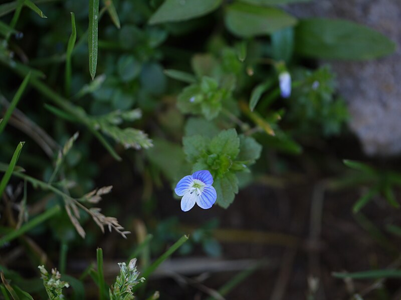 File:Veronica persica (6365048153).jpg